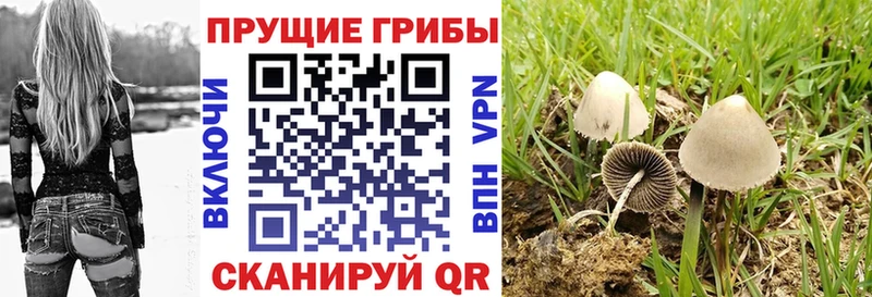 закладка  Мышкин  Псилоцибиновые грибы Psilocybe 